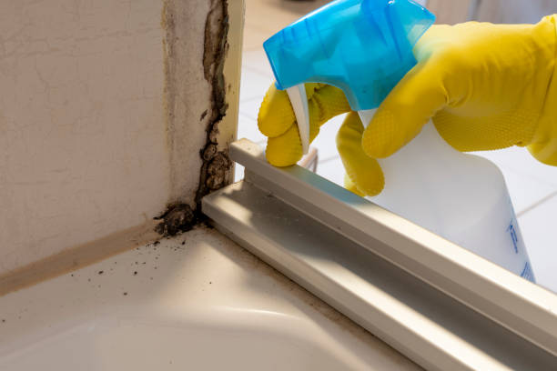 Best Basement Mold Remediation in Oakbrook Terrace, IL