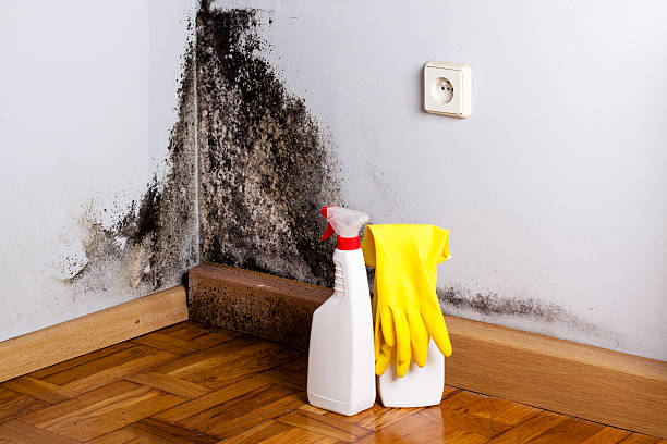 Best Black Mold Remediation in Oakbrook Terrace, IL